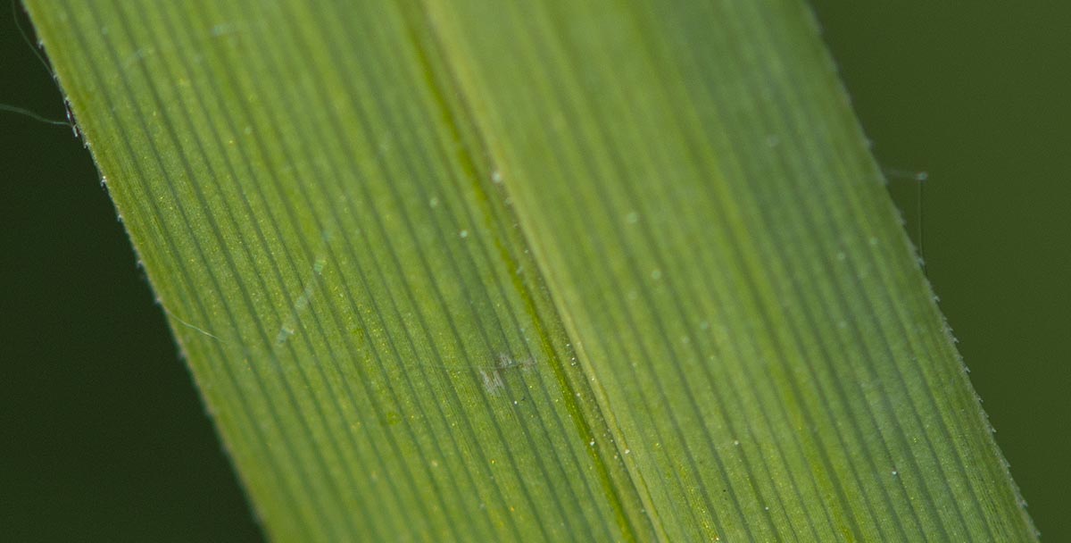 scharfe Blattränder